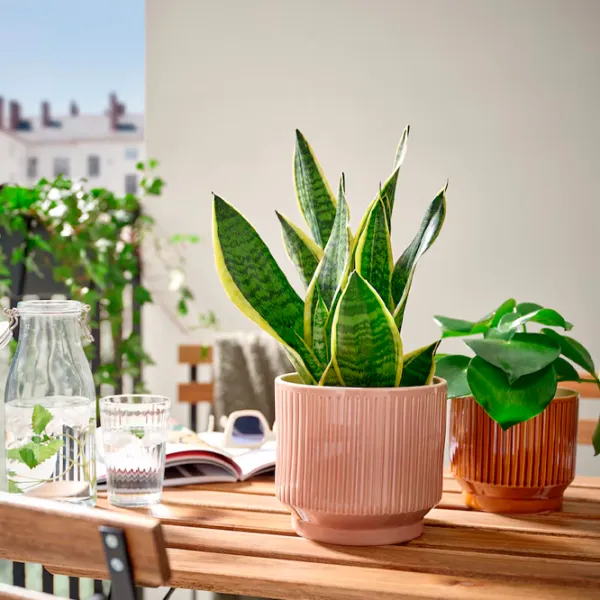 Ghiveci pentru flori Ikea Honungspalm Pink / Ceramică / Pe pervaz photo 5