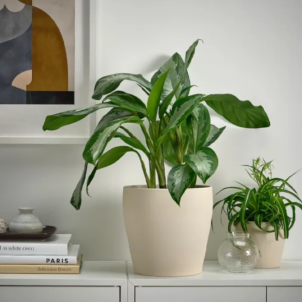 Горшок для цветов Ikea Persillade Бежевый / Керамика / На подоконник photo 4
