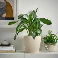 Ghiveci pentru flori Ikea Persillade Beige / Ceramică / Pe pervaz photo 4
