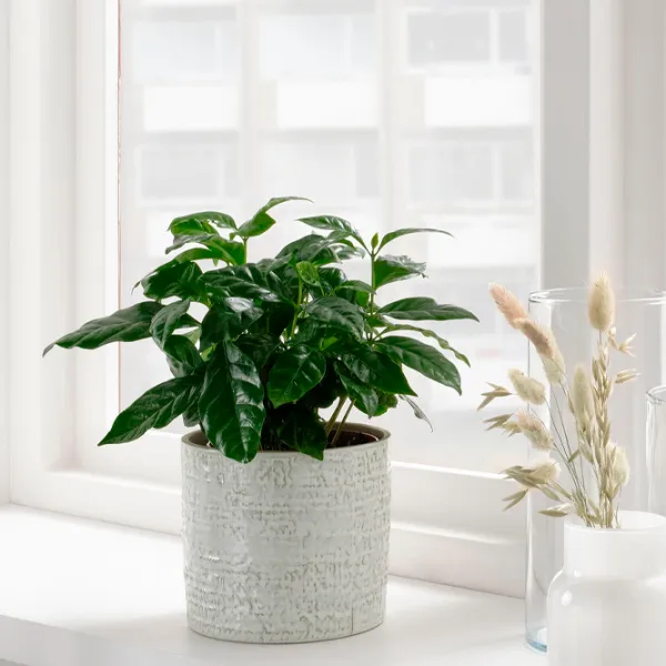 Горшок для цветов Ikea Chiafron Белый / Керамика / На подоконник photo 4