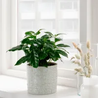 Ghiveci pentru flori Ikea Chiafron White / Ceramică / Pe pervaz photo 4
