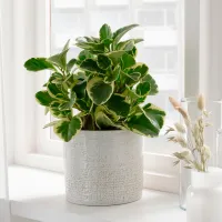 Ghiveci pentru flori Ikea Chiafron Gray / Ceramică / Pe pervaz photo 3