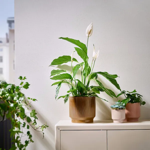 Ghiveci pentru flori Ikea Honungspalm Beige / Ceramică / Pe pervaz photo 5