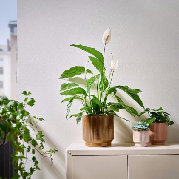 Ghiveci pentru flori Ikea Honungspalm Beige / Ceramică / Pe pervaz photo 5