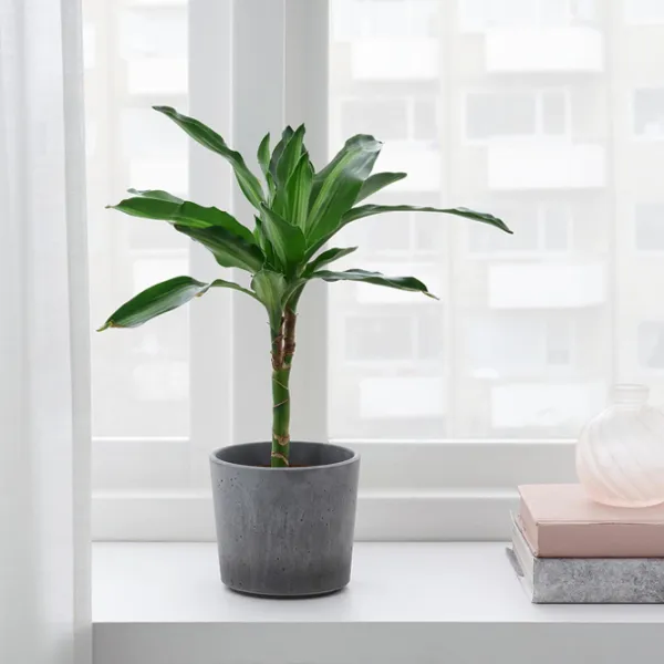 Ghiveci pentru flori Ikea Boysenbar Gray / Ciment / Pe pervaz photo 3