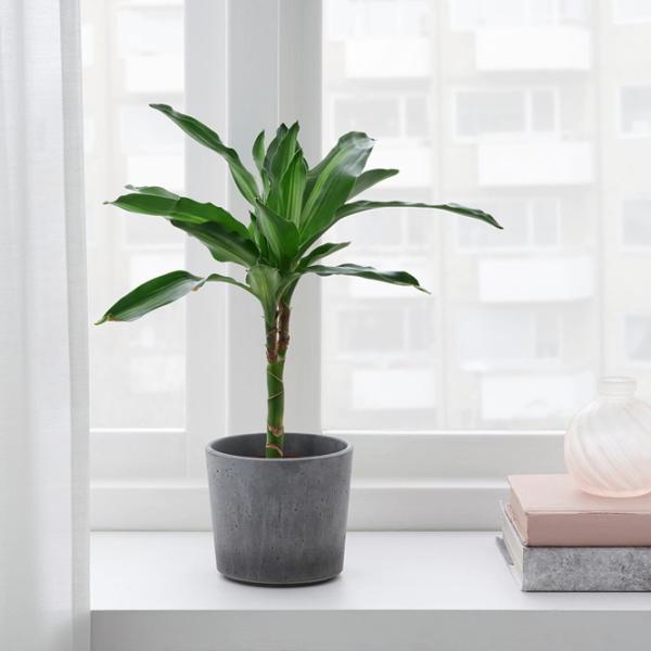 Ghiveci pentru flori Ikea Boysenbar Gray / Ciment / Pe pervaz photo 3