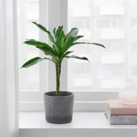 Горшок для цветов Ikea Boysenbar Серый / Цемент / На подоконник photo 3