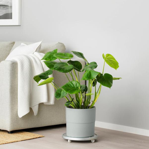 Ghiveci pentru flori Ikea Nypon Gray / Polipropilenă / Pe pervaz photo 5