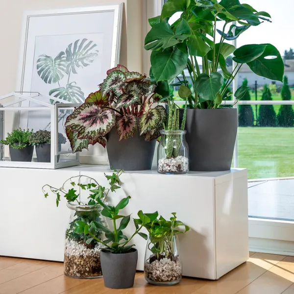 Горшок для цветов Ikea Persillade Черный / Керамика / На подоконник photo 4