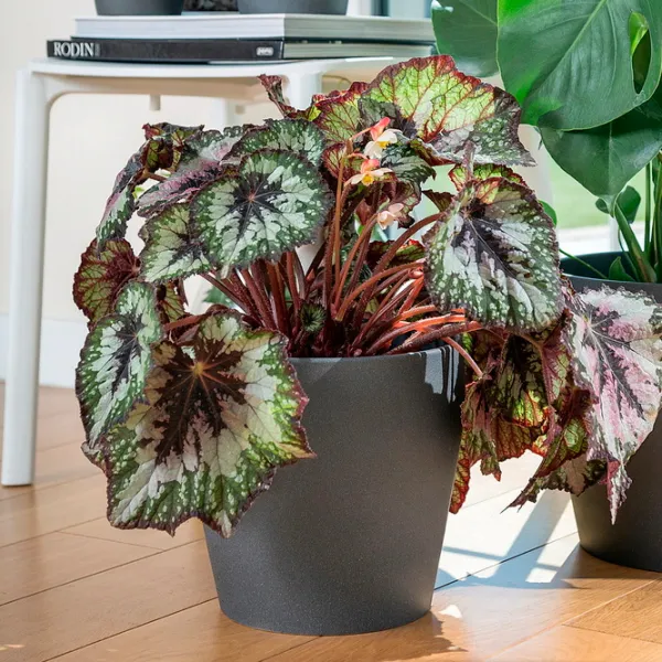 Горшок для цветов Ikea Persillade Черный / Керамика / На подоконник photo 5