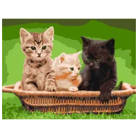 Pictură pe numere BrushMe Motănași în coș RBS52621FC 40 x 30 cm / Orizontală