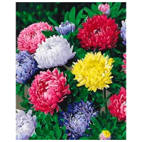 Pictură pe numere BrushMe Astre colorate BS54120FC 50 x 40 cm / Verticală