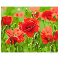 Pictură pe numere BrushMe Maci roșii BS53703FC 50 x 40 cm / Orizontală