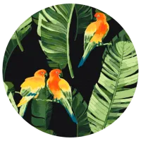 Pictură pe numere BrushMe Papagali tropicali RC00018FC 30 x 30 cm / Verticală