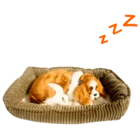 Интерактивная игрушка Perfect Petzzz Now we're huggable! Spaniel 91-28 3+ / White Коричневый photo 2