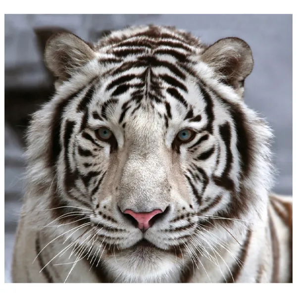 Tapete DECOCODE 31-0006-NB White / Animale photo 1