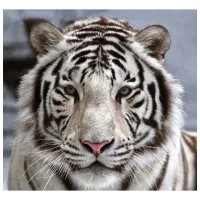 Tapete DECOCODE 31-0006-NB White / Animale