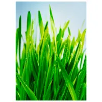 Обои DECOCODE 21-0175-PG Зеленый / Природа