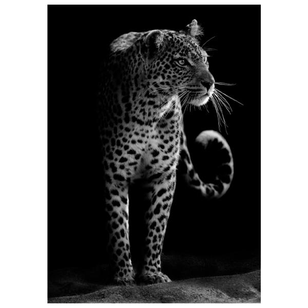 Tapete DECOCODE 21-0207-NB Black / Animale photo 1