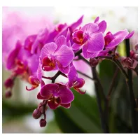 Обои DECOCODE 31-0066-FV Розовый / Цветы