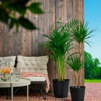 Ghiveci pentru flori Ikea Citronmeliss Black / Plastic / Pe podea photo 4