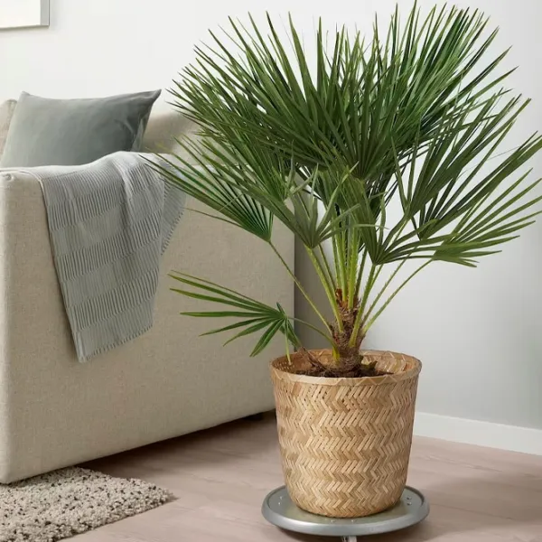 Ghiveci pentru flori Ikea Klynnon Beige / Bambus / Pe podea photo 2