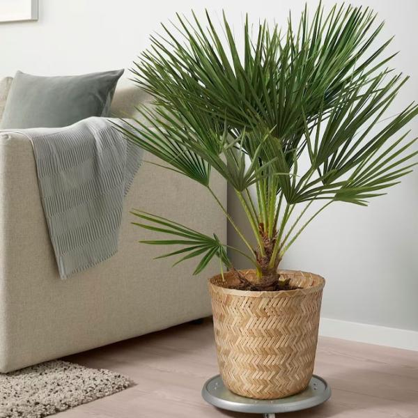 Ghiveci pentru flori Ikea Klynnon Beige / Bambus / Pe podea photo 2