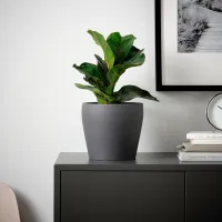 Ghiveci pentru flori Ikea Persillade Black / Ceramică / Pe pervaz photo 2