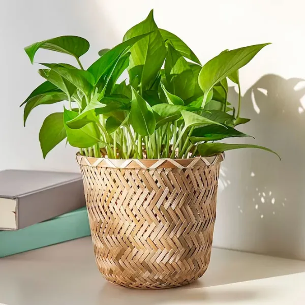 Горшок для цветов Ikea Klynnon Бежевый / Бамбуc / На полу photo 5