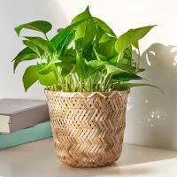Ghiveci pentru flori Ikea Klynnon Beige / Bambus / Pe podea photo 5