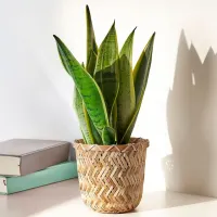 Горшок для цветов Ikea Klynnon Бежевый / Бамбуc / На полу photo 5