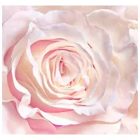 Обои DECOCODE 015-26-DE Розовый / Цветы