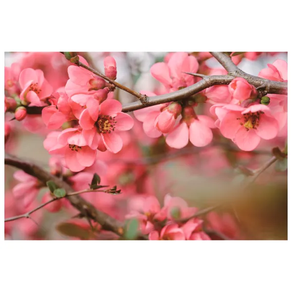 Обои DECOCODE 32-0001-FR Розовый / Цветы photo 1