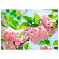 Tapete DECOCODE 41-0226-FG Pink / Flori