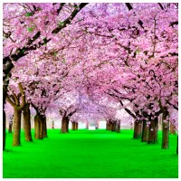 Обои DECOCODE 31-0429-HH Розовый / Природа