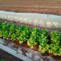Folie microporoasă agril Agreen 77530 White photo 4