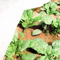Folie microporoasă agril Agreen 77522 White photo 6