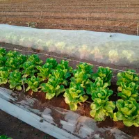 Folie microporoasă agril Agreen 77519 White photo 4