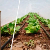 Агроволокно Agreen 77601 Белый photo 2