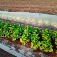 Агроволокно Agreen 77601 Белый photo 3