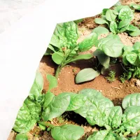Агроволокно Agreen 77601 Белый photo 5