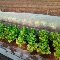 Folie microporoasă agril Agreen 77517 White photo 5