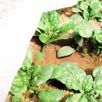Folie microporoasă agril Agreen 77517 White photo 6