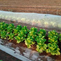 Folie microporoasă agril Agreen 77502 White photo 4