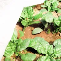 Folie microporoasă agril Agreen 77502 White photo 6