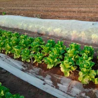 Folie microporoasă agril Agreen 77501 White photo 4