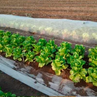 Folie microporoasă agril Agreen 77504 White photo 4