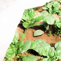 Folie microporoasă agril Agreen 77504 White photo 7