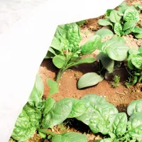Folie microporoasă agril Agreen 77503 White photo 6