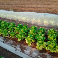 Folie microporoasă agril Agreen 77506 White photo 4